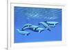 A Pod of Beluga Whales Swim Together Near the Surface-null-Framed Art Print