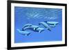 A Pod of Beluga Whales Swim Together Near the Surface-null-Framed Art Print