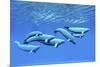 A Pod of Beluga Whales Swim Together Near the Surface-null-Mounted Art Print