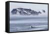 A Pod of Big Type B Killer Whales (Orcinus Orca) in Antarctic Sound-Michael Nolan-Framed Stretched Canvas