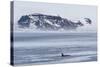 A Pod of Big Type B Killer Whales (Orcinus Orca) in Antarctic Sound-Michael Nolan-Stretched Canvas