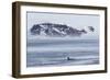 A Pod of Big Type B Killer Whales (Orcinus Orca) in Antarctic Sound-Michael Nolan-Framed Photographic Print