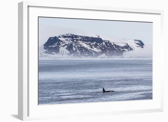 A Pod of Big Type B Killer Whales (Orcinus Orca) in Antarctic Sound-Michael Nolan-Framed Photographic Print