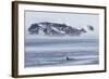 A Pod of Big Type B Killer Whales (Orcinus Orca) in Antarctic Sound-Michael Nolan-Framed Photographic Print