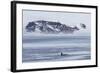 A Pod of Big Type B Killer Whales (Orcinus Orca) in Antarctic Sound-Michael Nolan-Framed Photographic Print