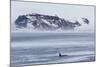 A Pod of Big Type B Killer Whales (Orcinus Orca) in Antarctic Sound-Michael Nolan-Mounted Photographic Print