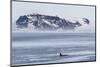 A Pod of Big Type B Killer Whales (Orcinus Orca) in Antarctic Sound-Michael Nolan-Mounted Photographic Print