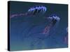 A Pod of Iridescent Red And Blue Jellyfish-Stocktrek Images-Stretched Canvas