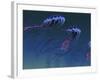 A Pod of Iridescent Red And Blue Jellyfish-Stocktrek Images-Framed Photographic Print