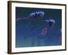 A Pod of Iridescent Red And Blue Jellyfish-Stocktrek Images-Framed Photographic Print