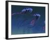 A Pod of Iridescent Red And Blue Jellyfish-Stocktrek Images-Framed Photographic Print