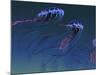 A Pod of Iridescent Red And Blue Jellyfish-Stocktrek Images-Mounted Photographic Print