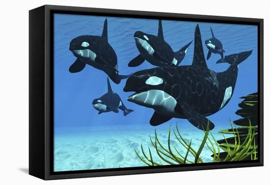 A Pod of Killer Whales Swim Along a Reef Looking for Fish Prey-null-Framed Stretched Canvas