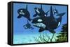 A Pod of Killer Whales Swim Along a Reef Looking for Fish Prey-null-Framed Stretched Canvas