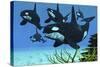 A Pod of Killer Whales Swim Along a Reef Looking for Fish Prey-null-Stretched Canvas