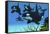 A Pod of Killer Whales Swim Along a Reef Looking for Fish Prey-null-Framed Stretched Canvas