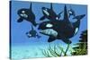 A Pod of Killer Whales Swim Along a Reef Looking for Fish Prey-null-Stretched Canvas