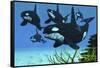 A Pod of Killer Whales Swim Along a Reef Looking for Fish Prey-null-Framed Stretched Canvas