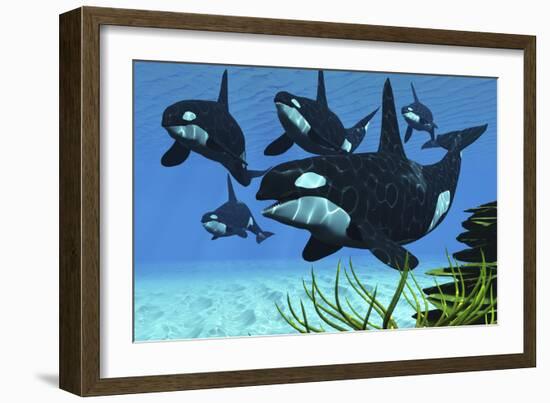 A Pod of Killer Whales Swim Along a Reef Looking for Fish Prey-null-Framed Art Print