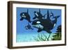 A Pod of Killer Whales Swim Along a Reef Looking for Fish Prey-null-Framed Art Print