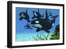 A Pod of Killer Whales Swim Along a Reef Looking for Fish Prey-null-Framed Art Print