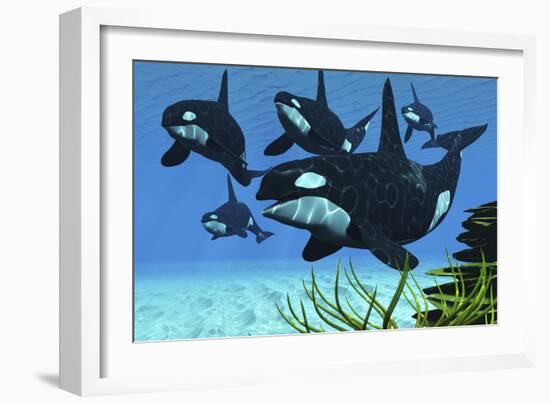 A Pod of Killer Whales Swim Along a Reef Looking for Fish Prey-null-Framed Art Print