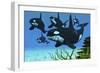 A Pod of Killer Whales Swim Along a Reef Looking for Fish Prey-null-Framed Art Print