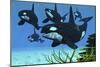 A Pod of Killer Whales Swim Along a Reef Looking for Fish Prey-null-Mounted Art Print
