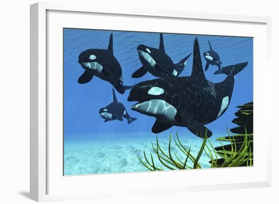 A Pod of Killer Whales Swim Along a Reef Looking for Fish Prey-null-Framed Art Print