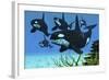 A Pod of Killer Whales Swim Along a Reef Looking for Fish Prey-null-Framed Art Print