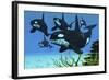 A Pod of Killer Whales Swim Along a Reef Looking for Fish Prey-null-Framed Art Print