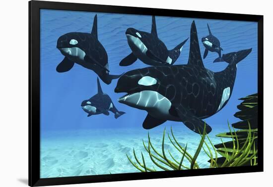 A Pod of Killer Whales Swim Along a Reef Looking for Fish Prey-null-Framed Art Print