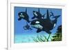 A Pod of Killer Whales Swim Along a Reef Looking for Fish Prey-null-Framed Art Print