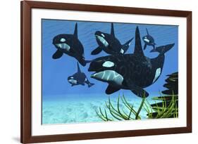 A Pod of Killer Whales Swim Along a Reef Looking for Fish Prey-null-Framed Art Print