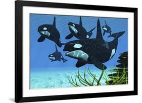 A Pod of Killer Whales Swim Along a Reef Looking for Fish Prey-null-Framed Art Print