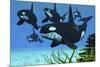 A Pod of Killer Whales Swim Along a Reef Looking for Fish Prey-null-Mounted Art Print
