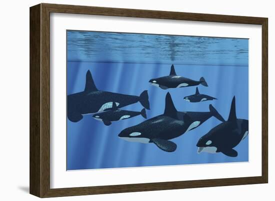 A Pod of Killer Whales Swimming Together-Stocktrek Images-Framed Art Print