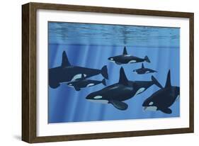 A Pod of Killer Whales Swimming Together-Stocktrek Images-Framed Art Print