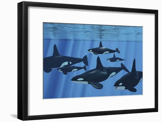 A Pod of Killer Whales Swimming Together-Stocktrek Images-Framed Art Print