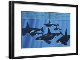 A Pod of Killer Whales Swimming Together-Stocktrek Images-Framed Art Print