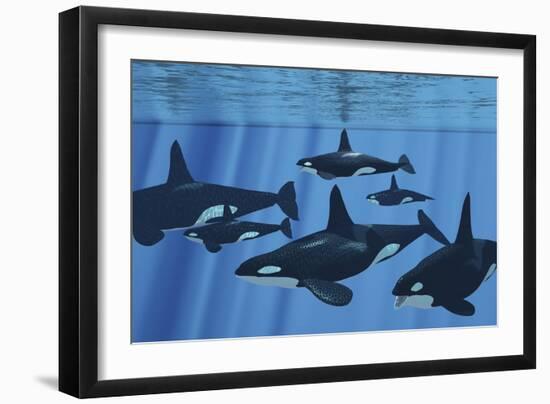 A Pod of Killer Whales Swimming Together-Stocktrek Images-Framed Art Print