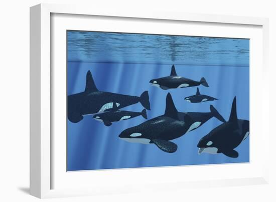 A Pod of Killer Whales Swimming Together-Stocktrek Images-Framed Art Print