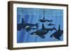 A Pod of Killer Whales Swimming Together-Stocktrek Images-Framed Premium Giclee Print