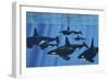 A Pod of Killer Whales Swimming Together-Stocktrek Images-Framed Premium Giclee Print