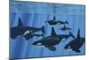 A Pod of Killer Whales Swimming Together-Stocktrek Images-Mounted Premium Giclee Print