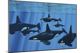 A Pod of Killer Whales Swimming Together-Stocktrek Images-Mounted Premium Giclee Print