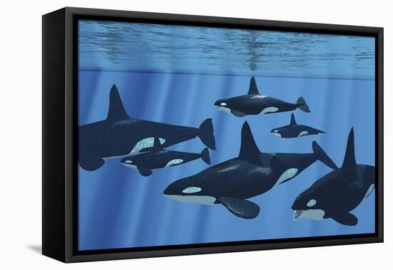 A Pod of Killer Whales Swimming Together-Stocktrek Images-Framed Stretched Canvas