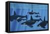 A Pod of Killer Whales Swimming Together-Stocktrek Images-Framed Stretched Canvas