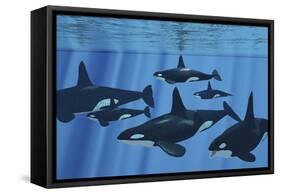 A Pod of Killer Whales Swimming Together-Stocktrek Images-Framed Stretched Canvas