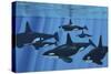 A Pod of Killer Whales Swimming Together-Stocktrek Images-Stretched Canvas